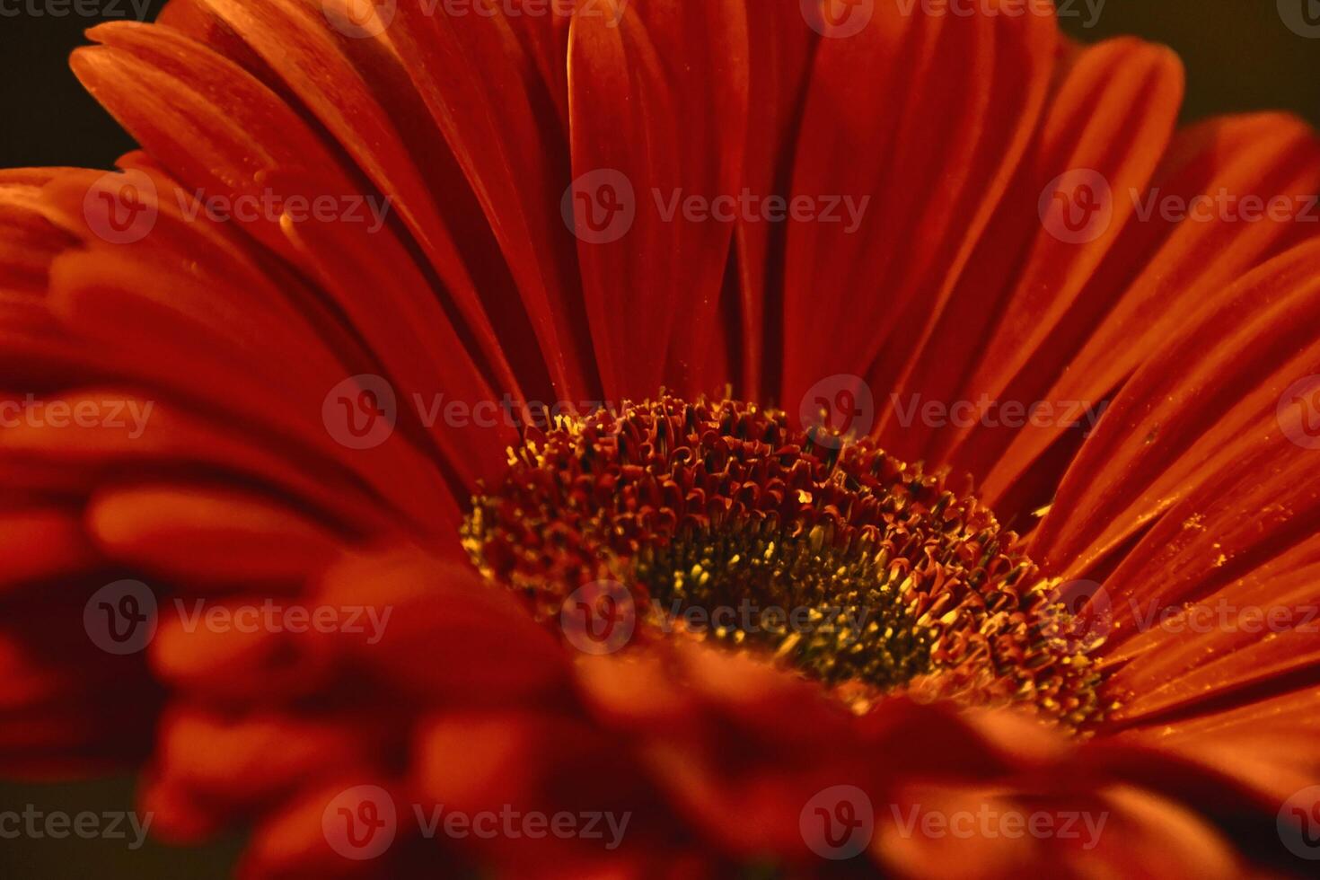 Radiant Joy Vibrant Spirit of the Gerbera Bloom photo