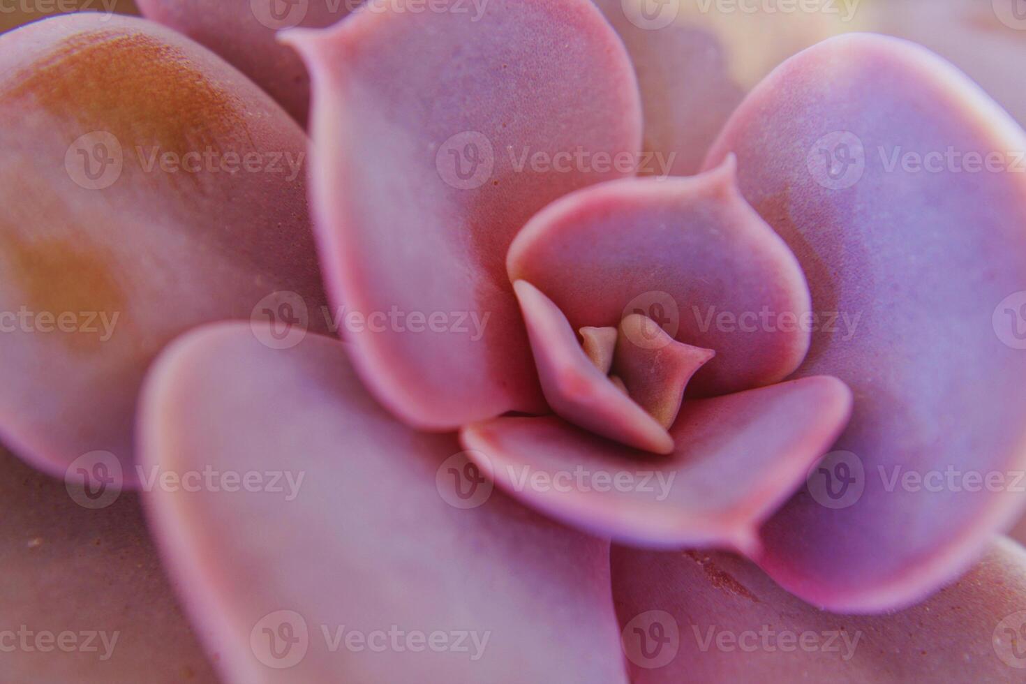 Silken Rosette The Gentle Grace of Echeveria Lilacina photo