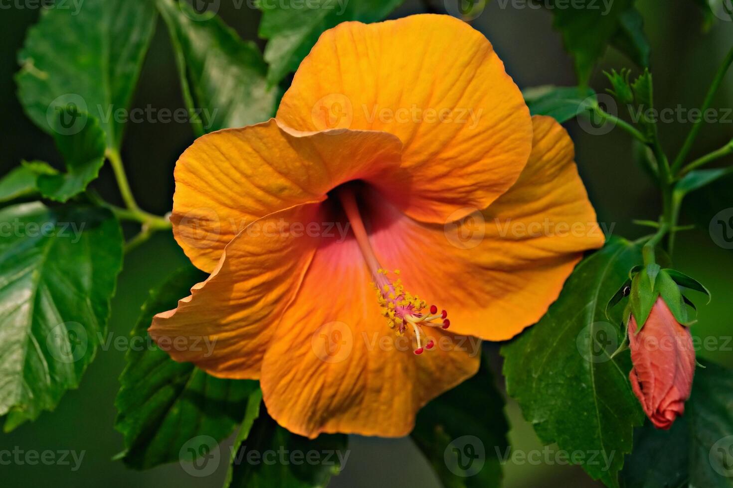 Island Flame The Vibrant Soul of Hibiscus photo