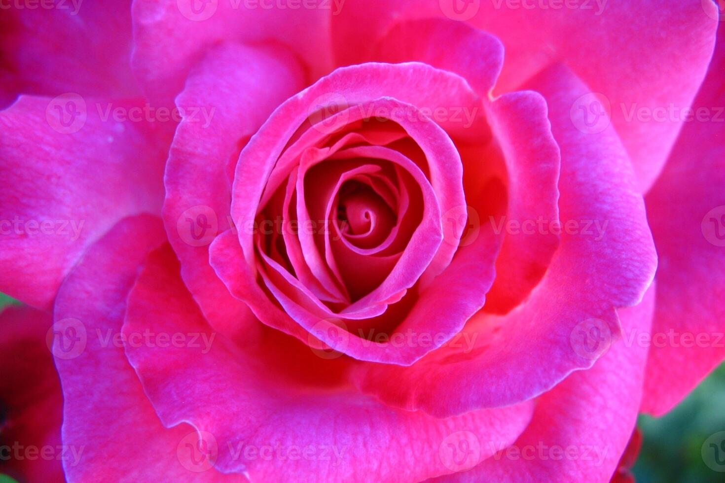 Petals of Affection The Soft Whisper of the Pink Rose photo