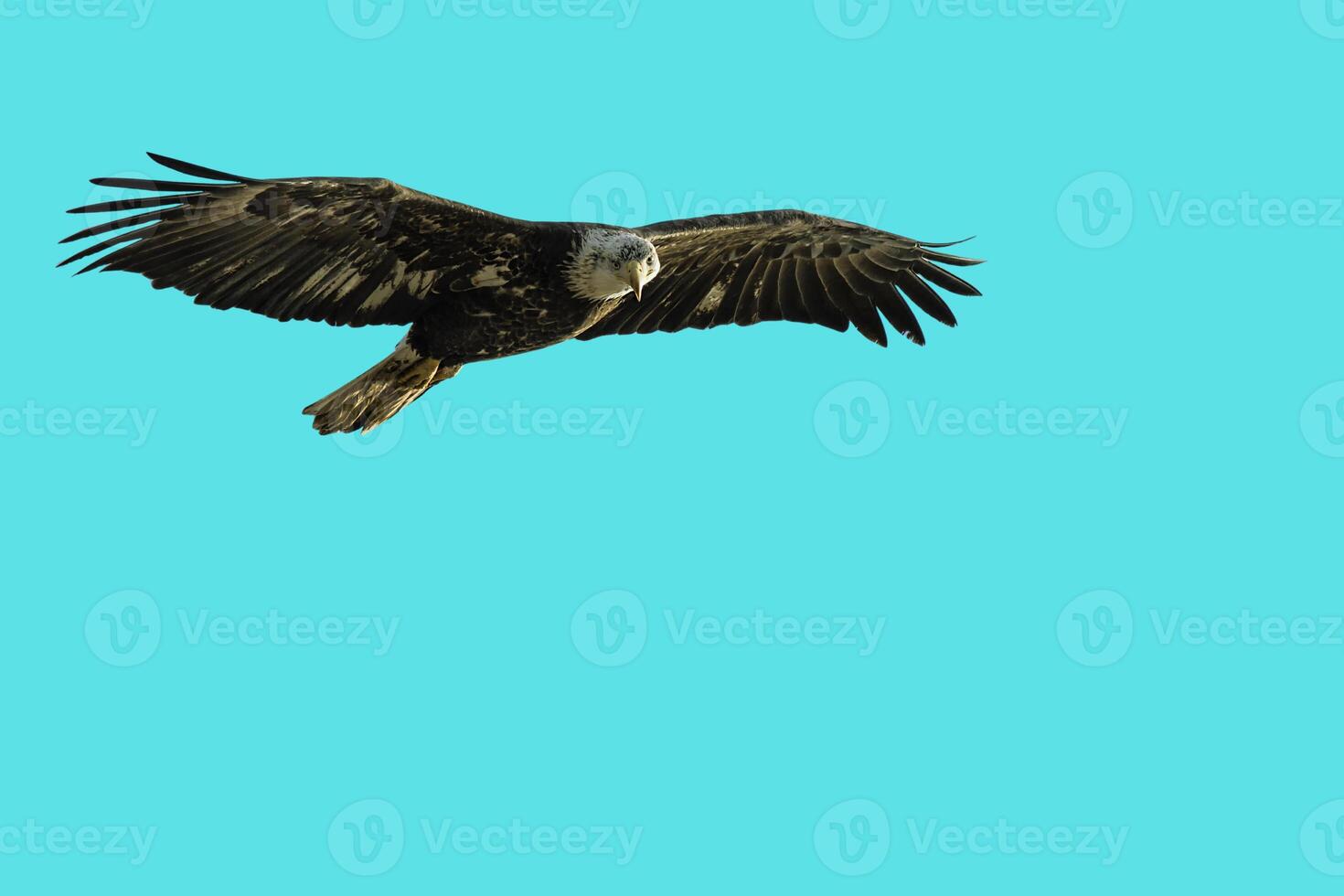 Wings of Power Majestic Spirit of the Eagle photo