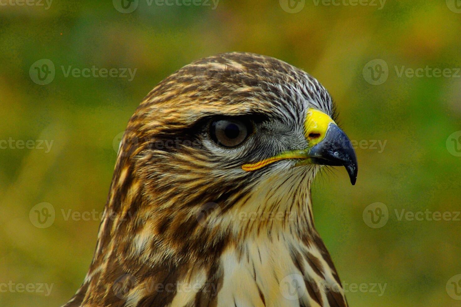 Golden Sentinel Watchful Eyes of the Sky photo