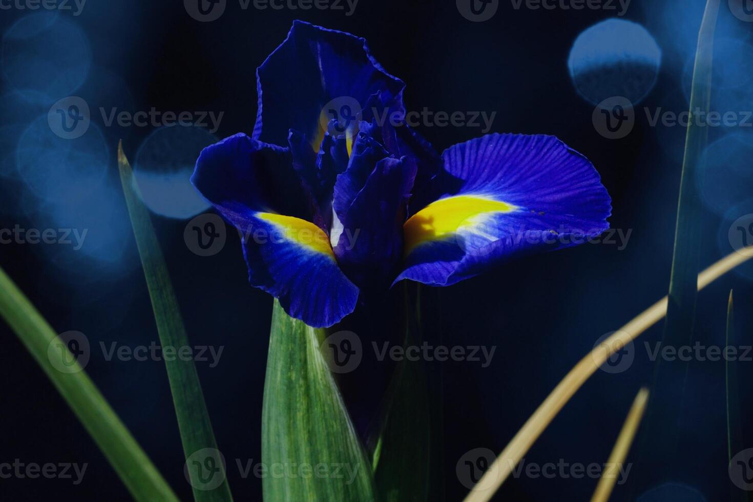 Velvet Grace Elegance of the Dutch Iris Bloom photo