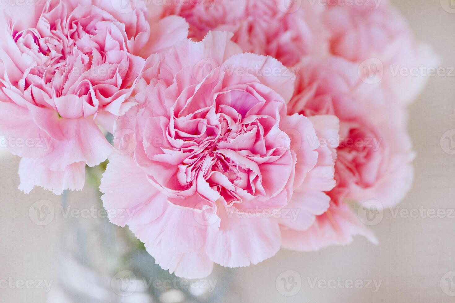 Petals of Devotion Enduring Beauty of the Carnation Bloom photo