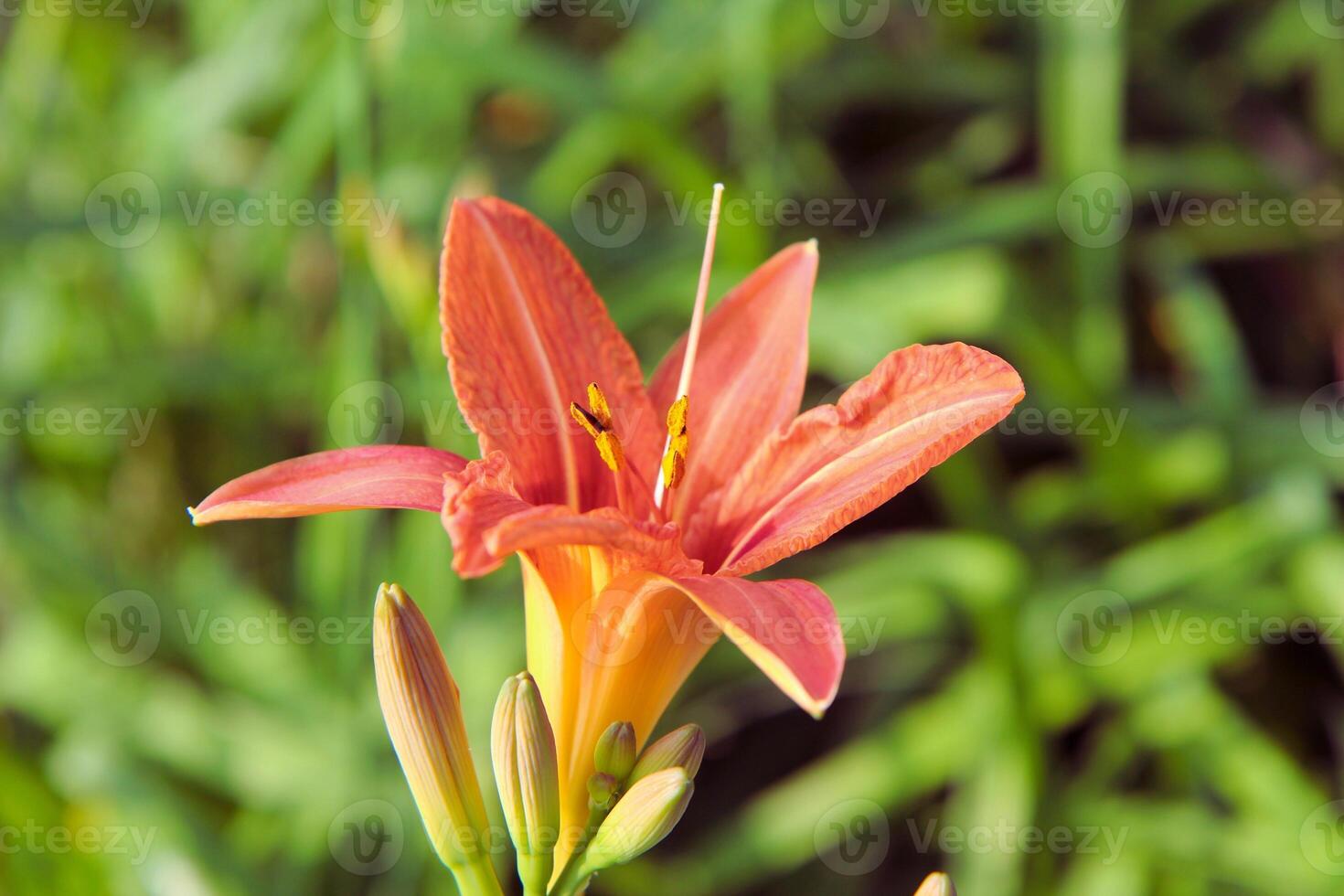 Petals of Purity Grace of the Lily Bloom photo