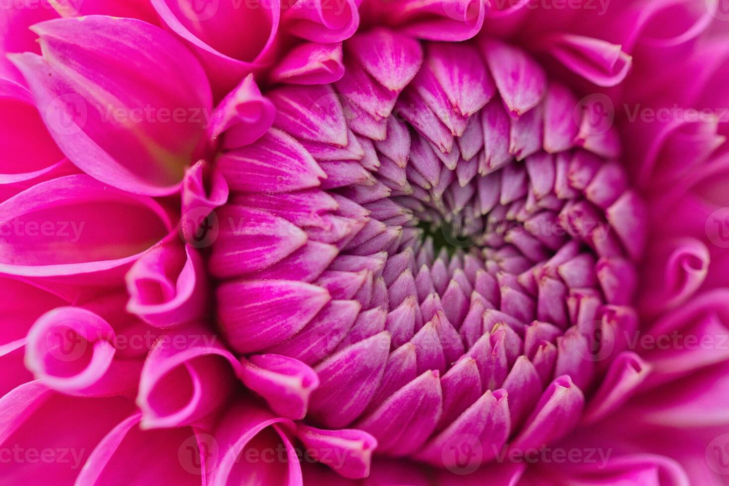 Petal Symphony Bold Elegance of the Dahlia Flower photo