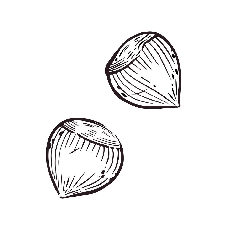 A set of illustrations, hazelnuts, hazelnuts hand-drawn in ink. The illustration is suitable for printing on food packaging, store decor, printing on fabric and paper vector