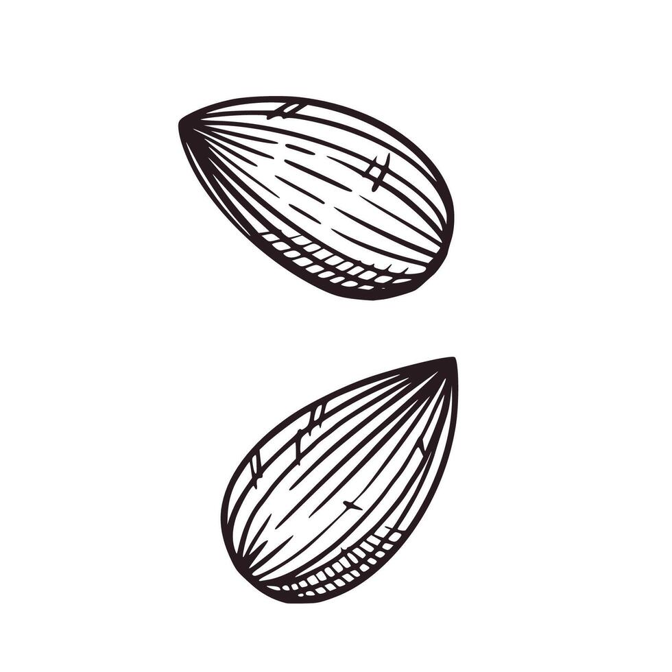 Set of illustrations with nuts, almonds. All objects are hand-drawn in ink. The illustration is suitable for the decoration of food packaging, plant-based milk, printing on fabric and paper vector