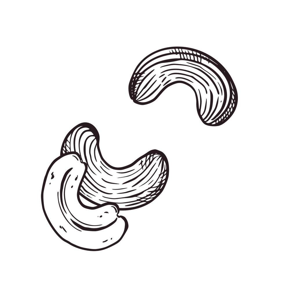 A set of illustrations. Cashew nuts, half a nut. All objects are hand-drawn in . The illustration is suitable for printing on product packaging, for kitchen and store design vector