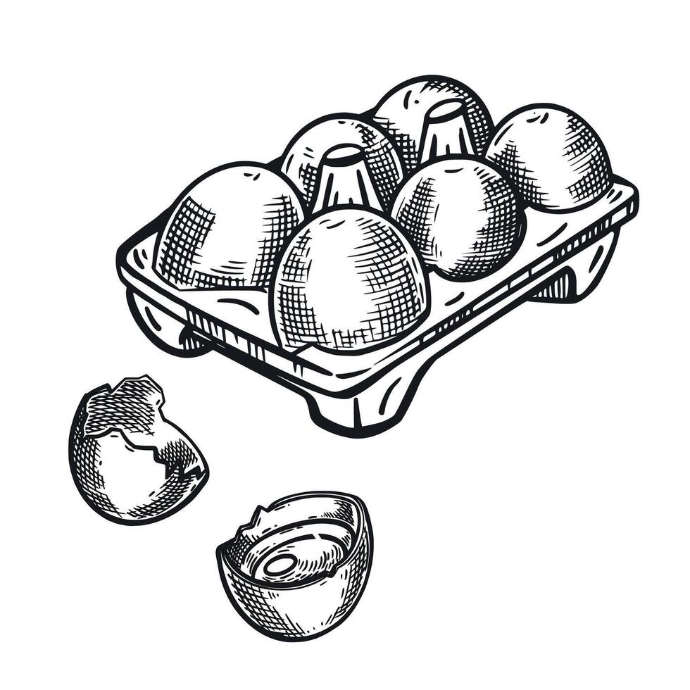 Chicken eggs, egg cell, cracked egg. Everything is hand-drawn in ink and translated into . The illustration is suitable for printing on food, farm products, in store design vector