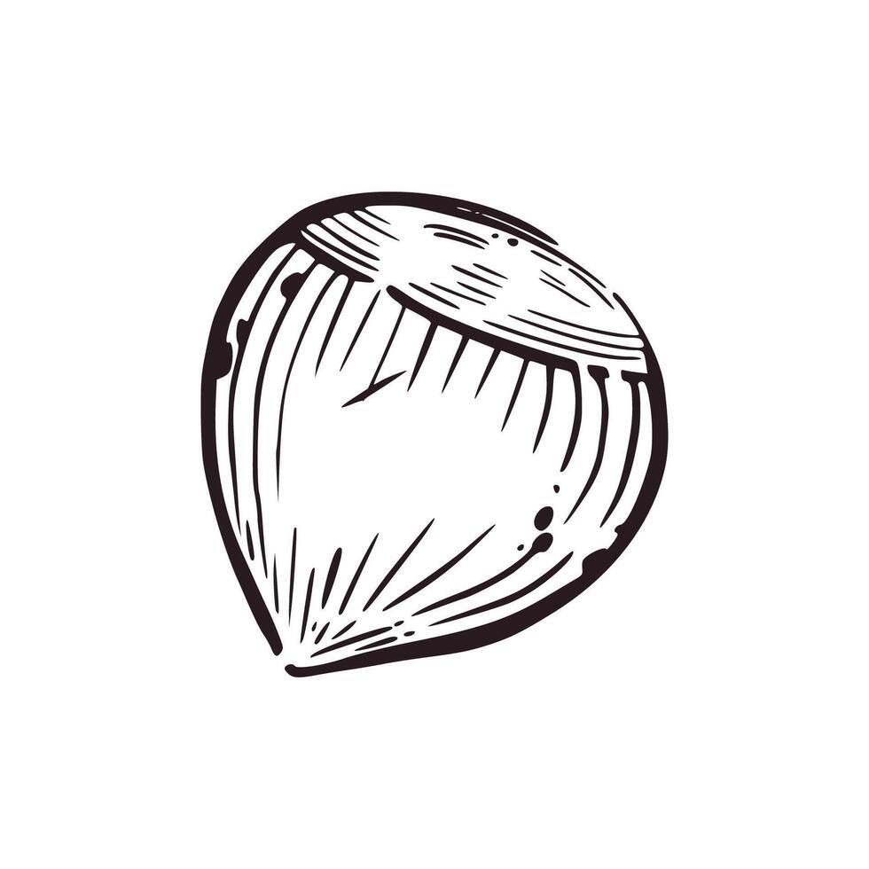 Hazelnut hand-drawn in in gray ink. illustration is suitable for food packaging design, fabric printing and paper vector