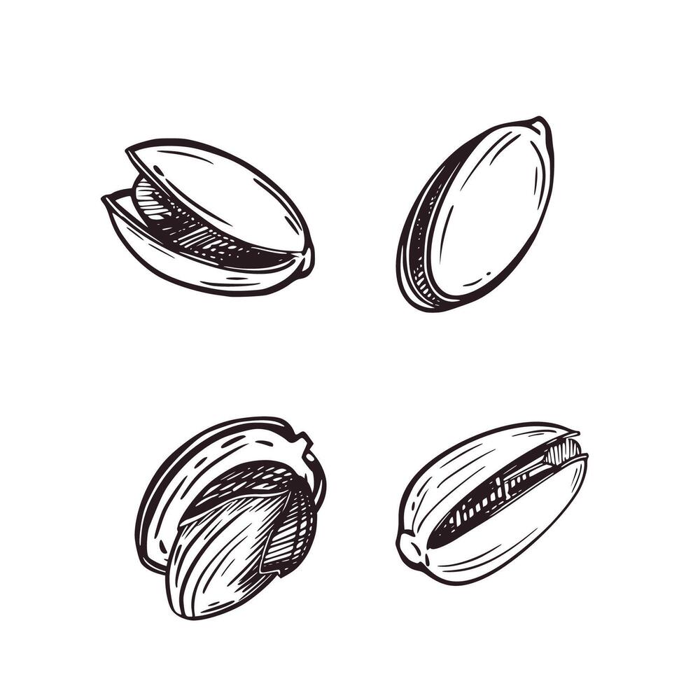 illustration set, pistachio nuts in shell and without it. All objects are hand-drawn in ink. Illustrations are suitable for printing on fabric and paper, for product packaging design vector