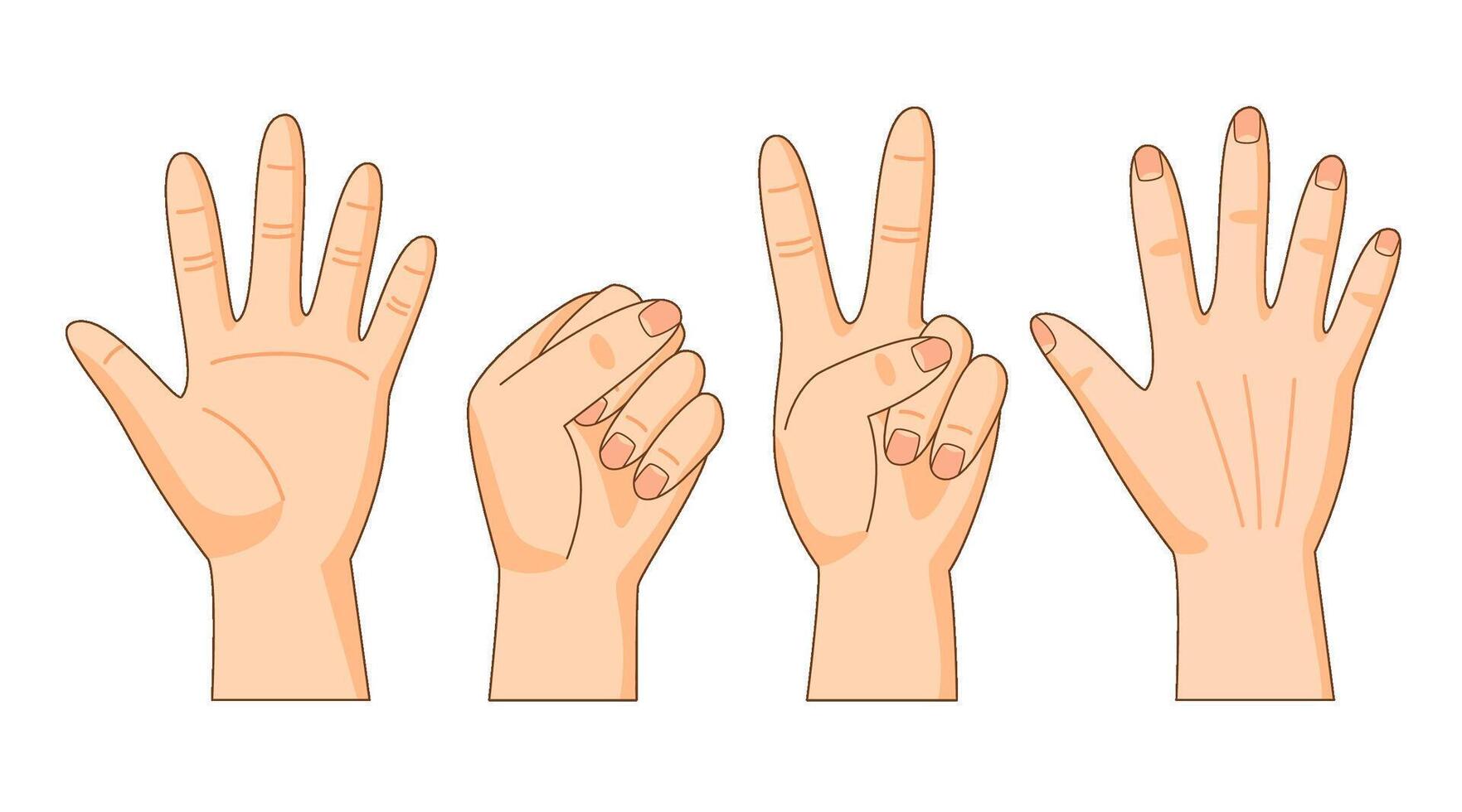 Front and back sides of hand, hand gestures, palm, fist, victory hand, illustration vector