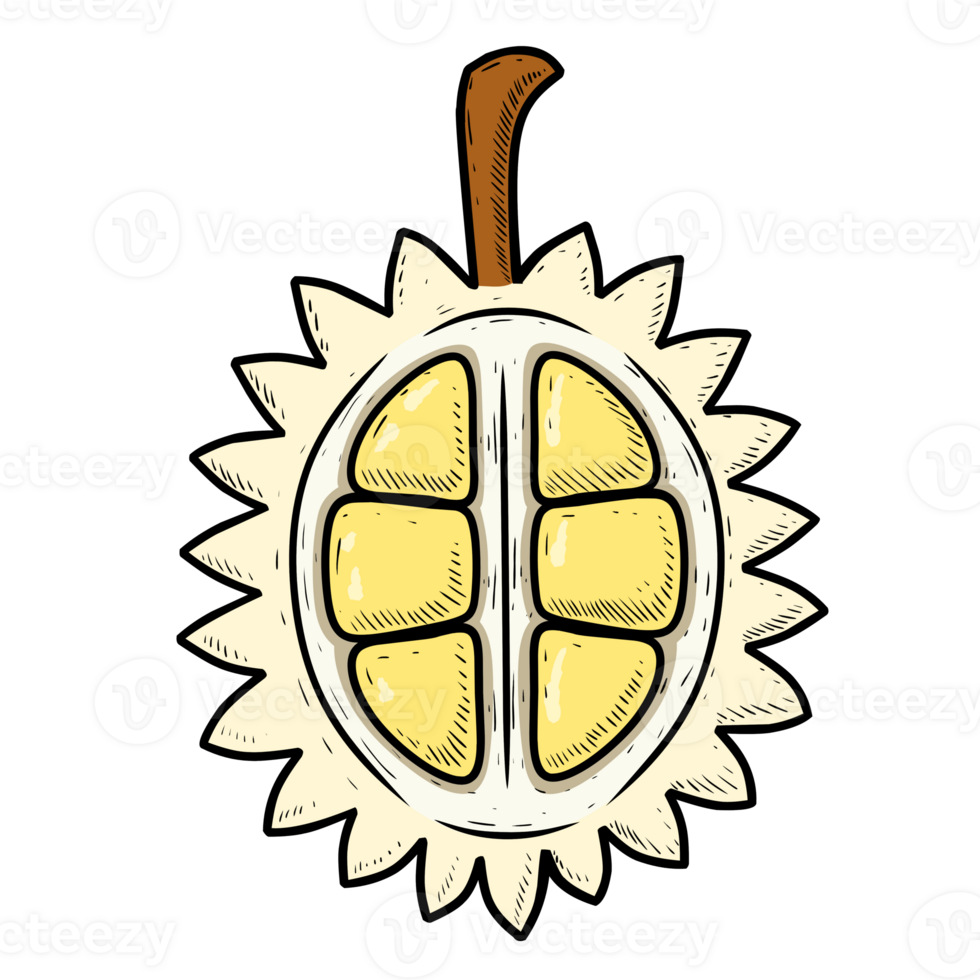 illustration of a durian png