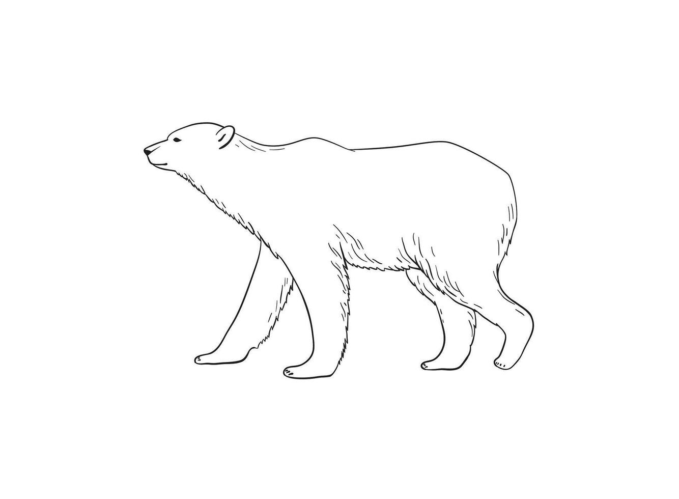 Polar bear walking sketch art. Realistic white bear linear illustration isolated on white background vector