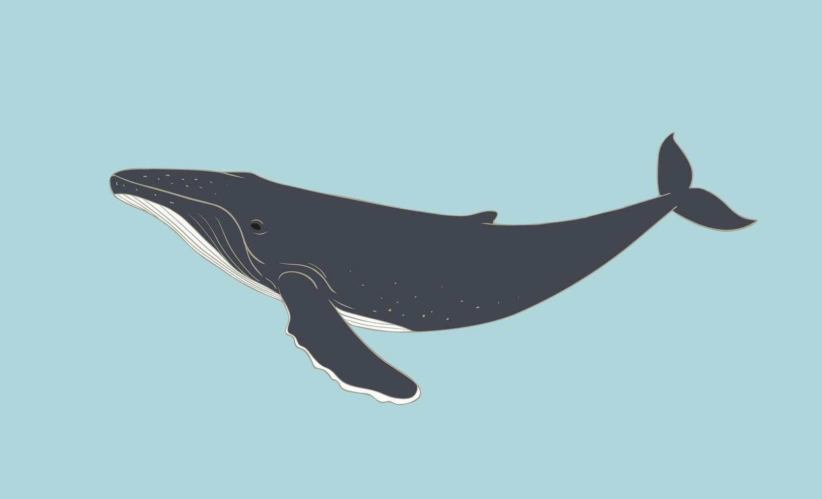Humpback Whale flat illustration on blue background. Giant aquatic marine mammal vector