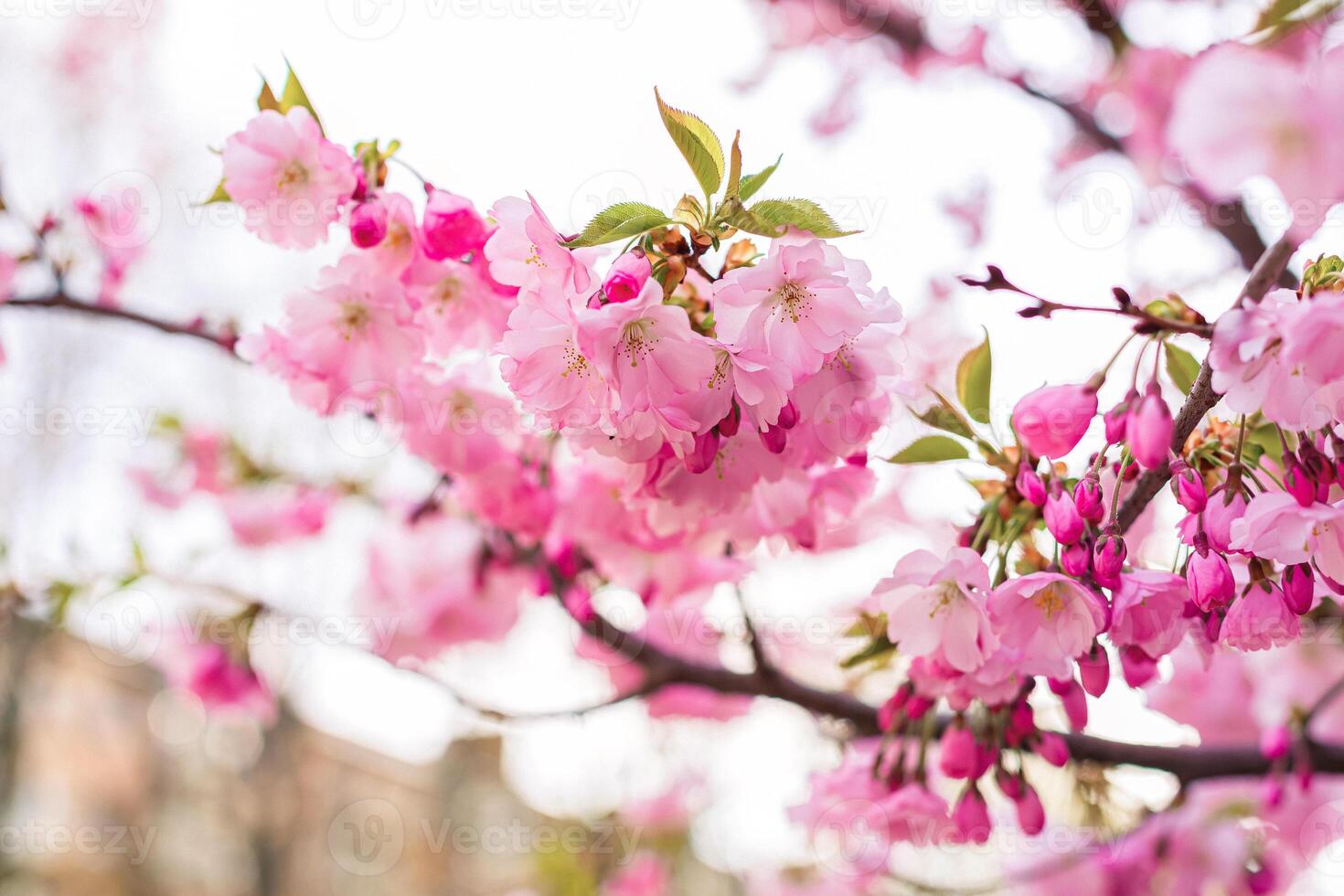 A Stunningly Beautiful Cherry Blossom Branch in Full Vibrant Bloom and Delightful Color photo
