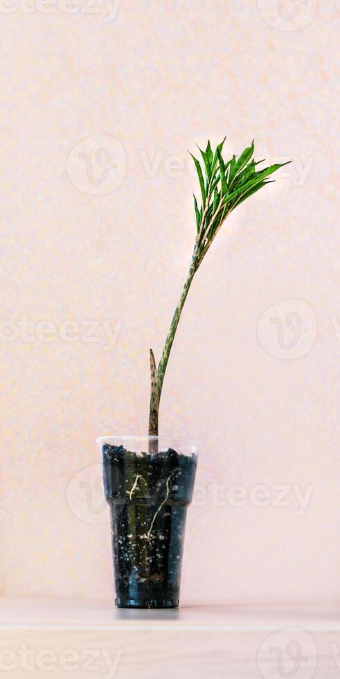 Young green sprout of amorphophallus konjak in plastic pot with exposed roots on pastel pink background Modern minimal botanical interior setup. Sustainable plant care and home decor photo
