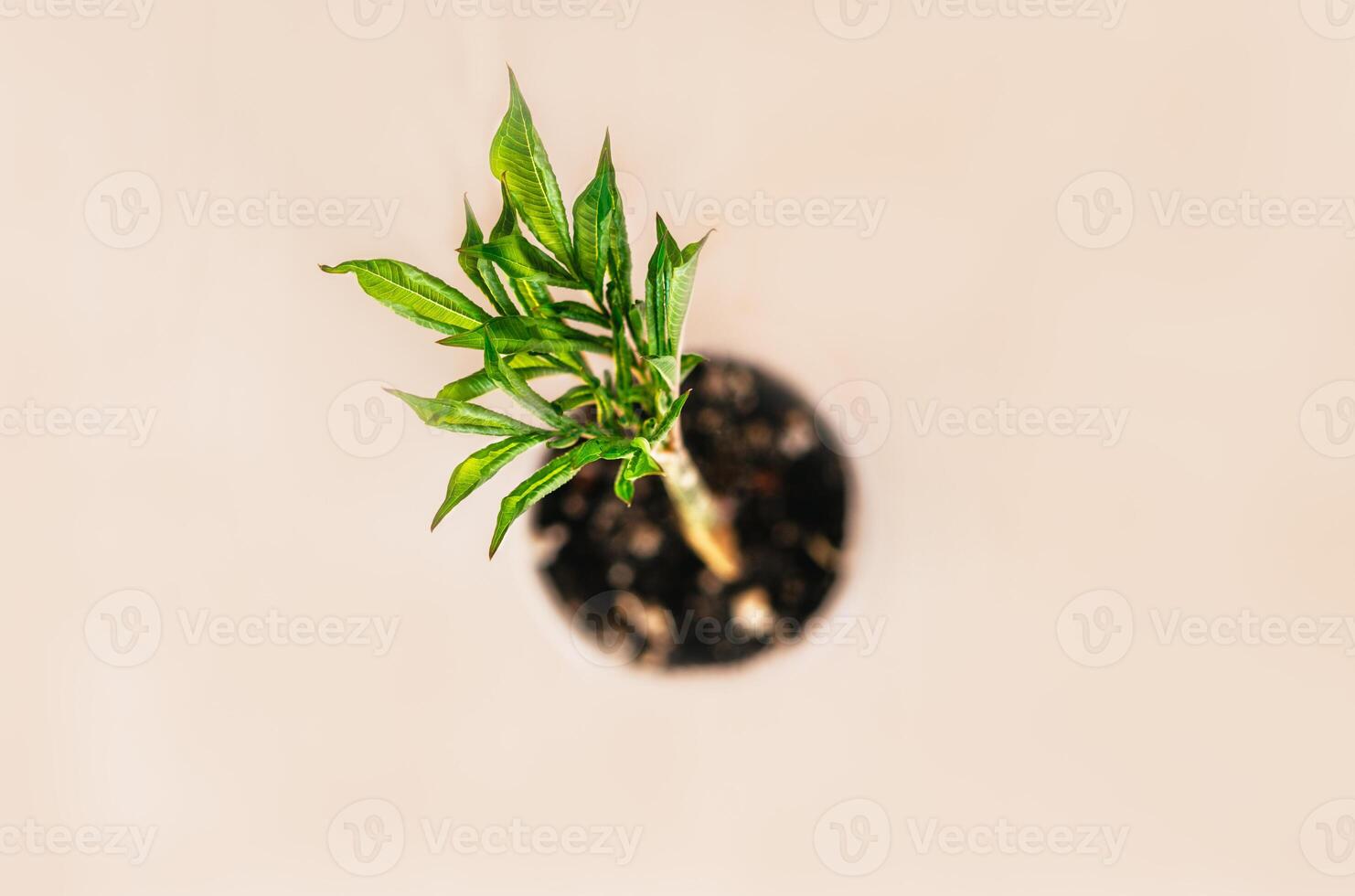 Top view of young green sprout of amorphophallus konjak in pot on pastel pink background Modern minimal botanical interior setup, plant care , home decor, potted plants and gardening photo