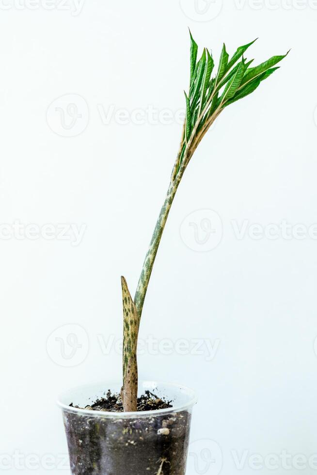 Amorphophallus seedling growing in simple plastic container with soil, speckled stem , fresh green foliage tropical plant care, young exotic plant, educational, scientific, or horticultural content photo