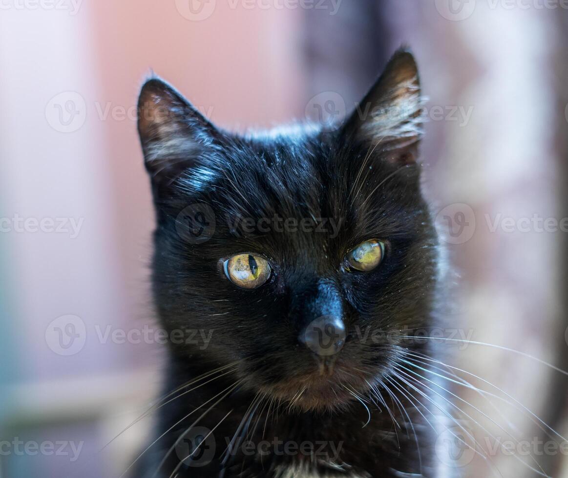 portrait of black cat with one eye partially clouded due to an eye condition, sitting in natural light , veterinary concept photo