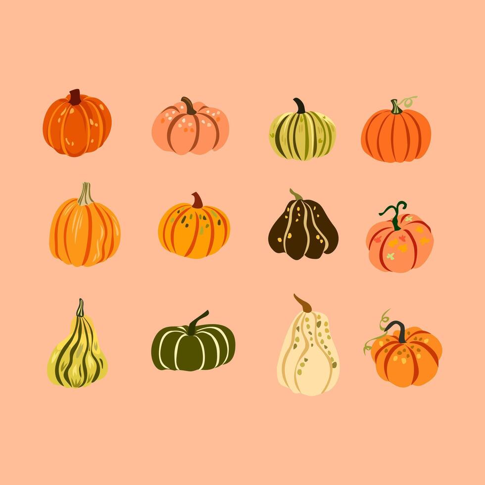 variety of colorful pumpkins and gourds vector
