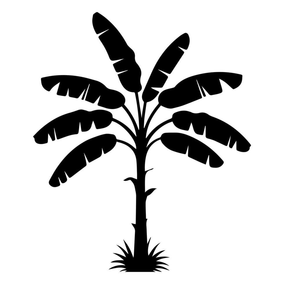 Banana tree silhouette on white background vector