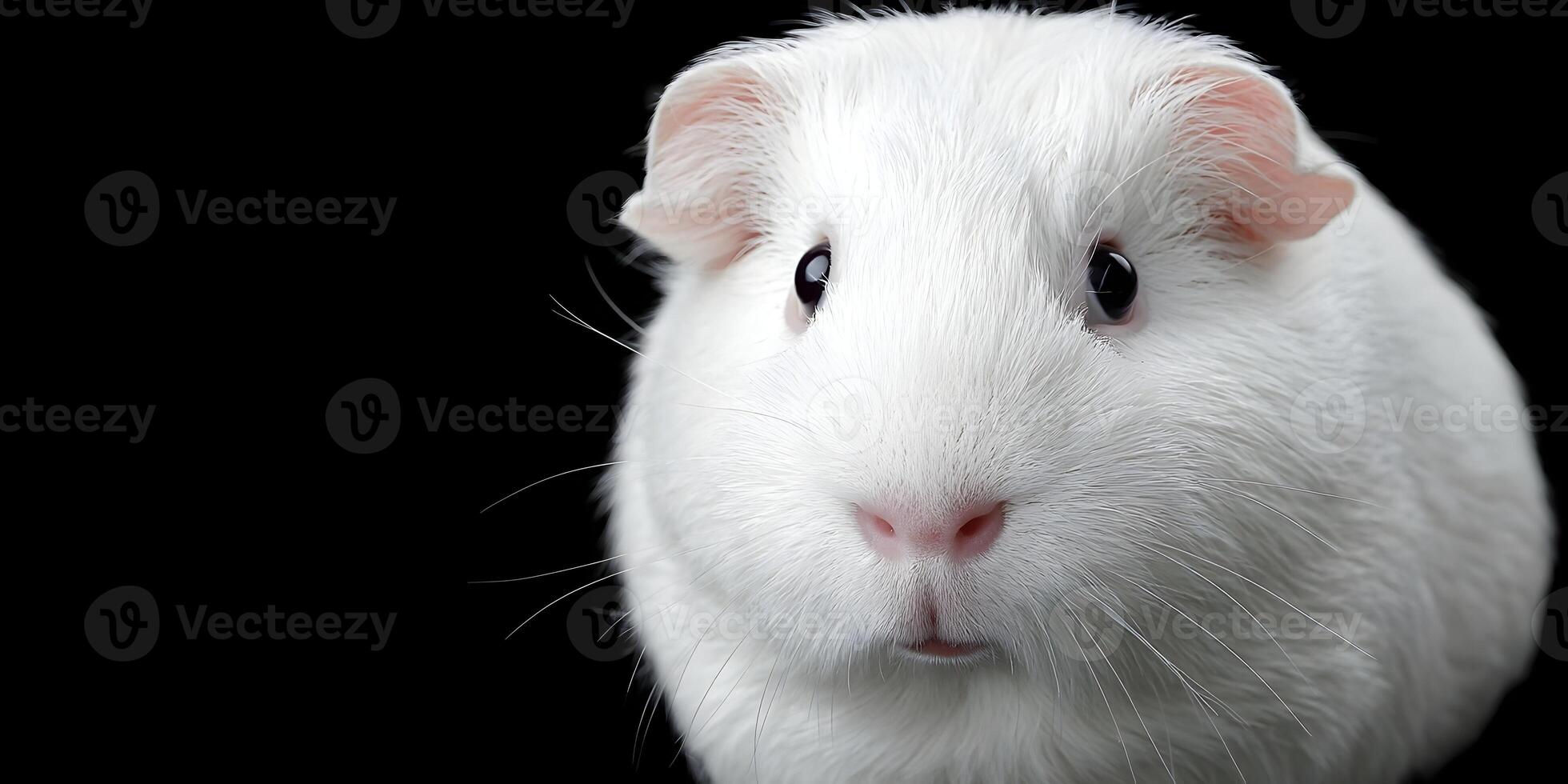 Closeup White Guinea Pig Portrait Black Background photo