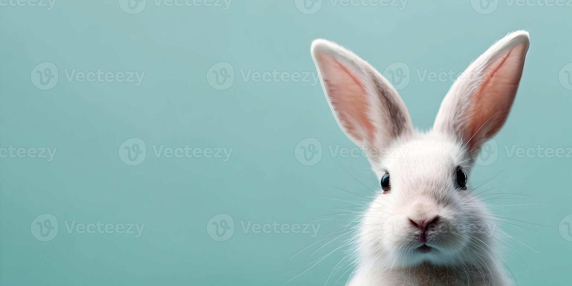 Cute White Bunny Rabbit on Teal Background Easter Animal Pet photo