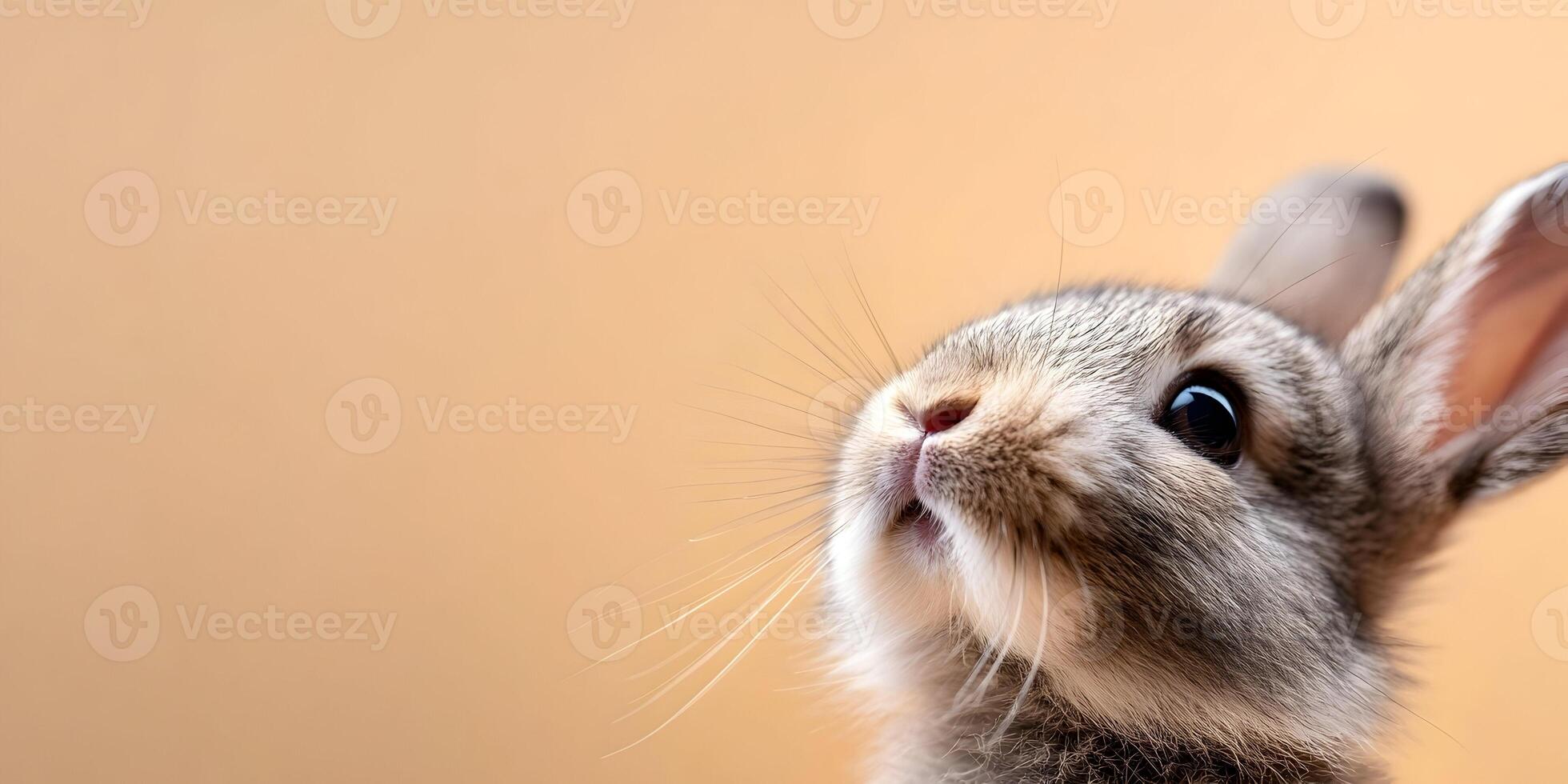 Cute Grey Bunny Rabbit Closeup Adorable Pet Animal Image photo