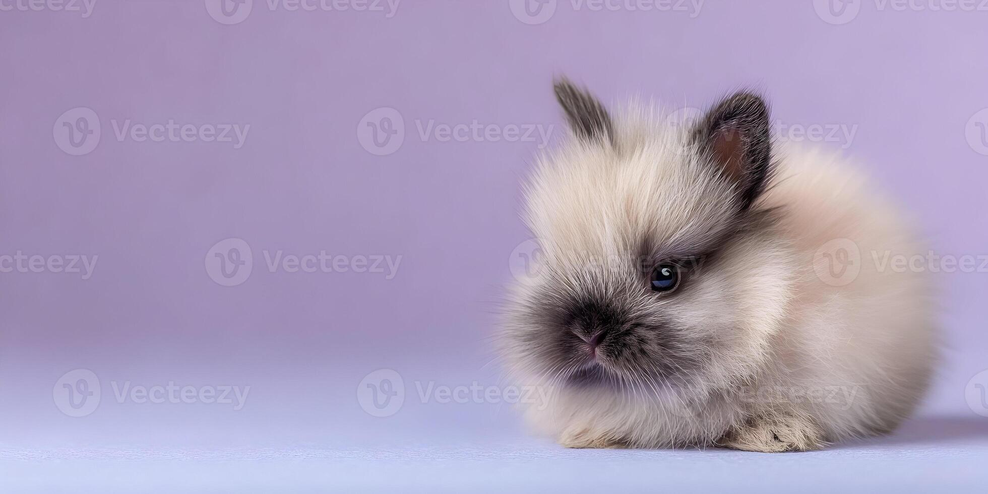 Cute Fluffy Baby Lionhead Rabbit on Purple Background photo
