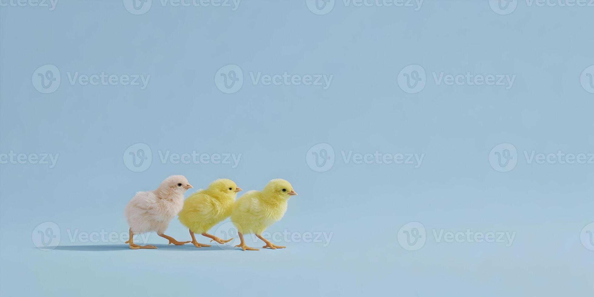 Three Baby Chicks Walking on Light Blue Background Pastel Yellow and White Chicks photo