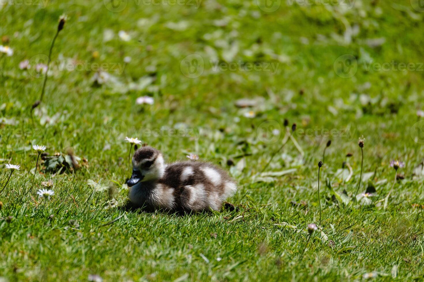 Fluffy Duckling Resting on Grass photo