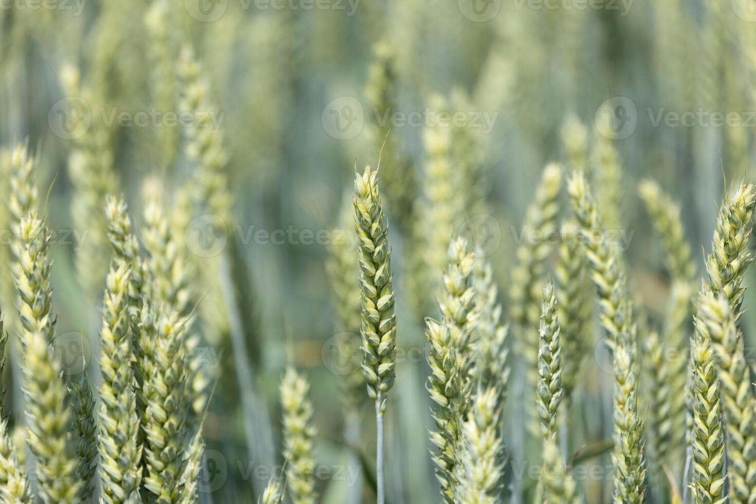 Close View of Wheat Field photo