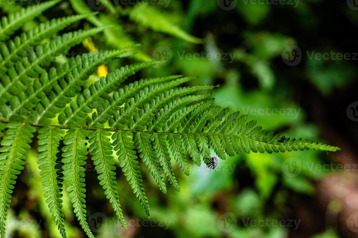 Closeup of Fern Leaf with Insect photo