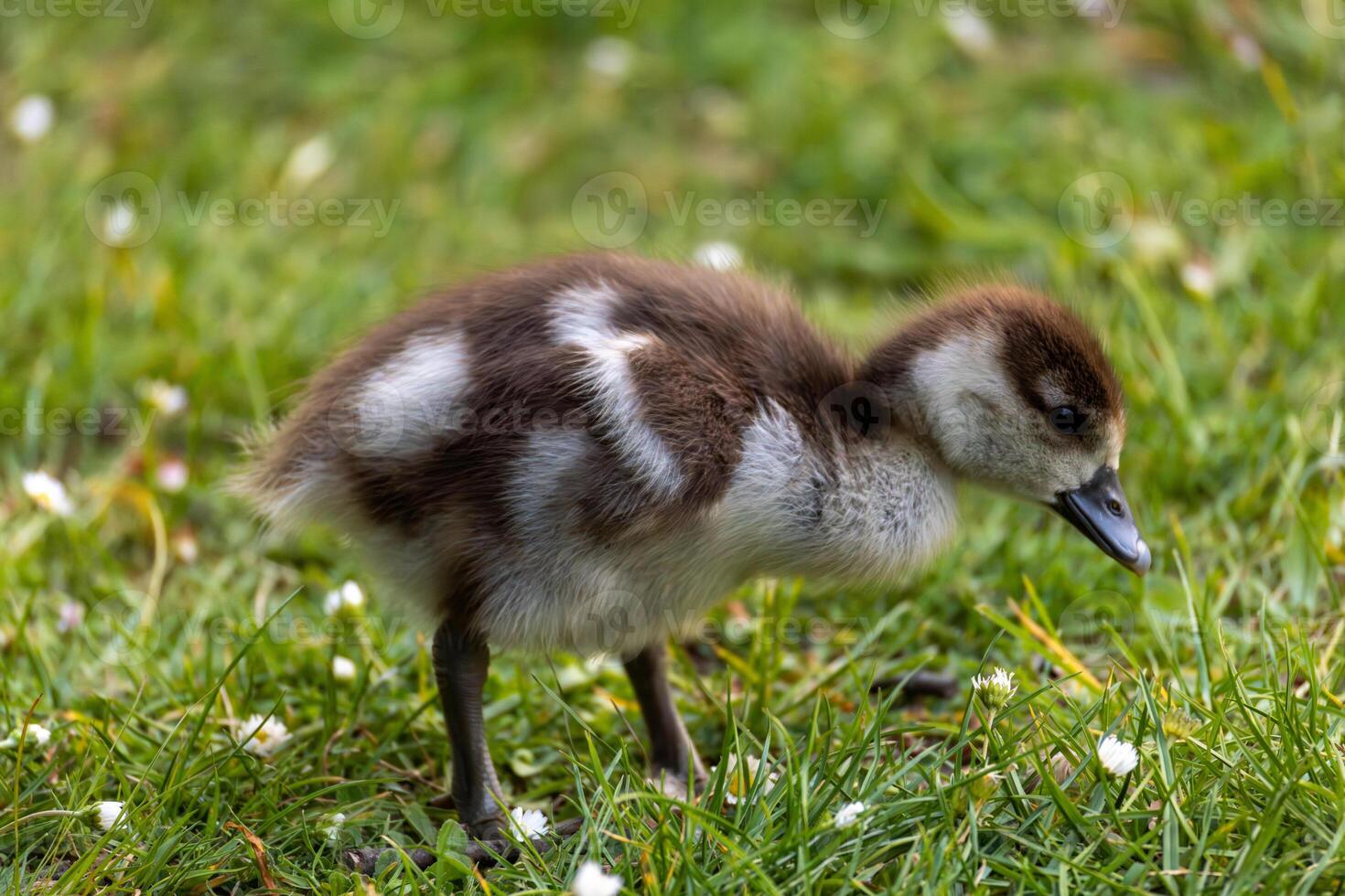Baby Duckling on Grass photo