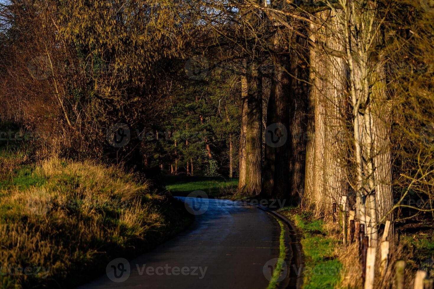 Serene Sunlit Forest Pathway Curving Through Tall Rustic Trees photo