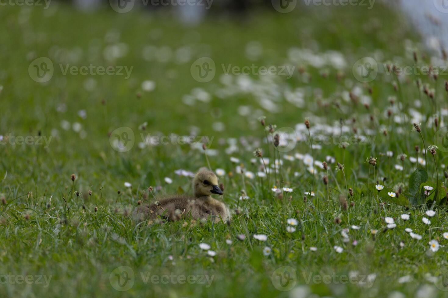 Gosling Resting in Flowered Meadow photo