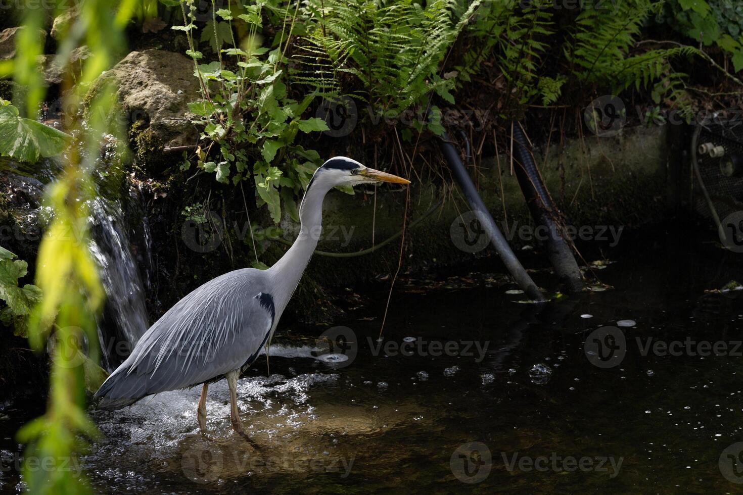 Graceful Heron Standing in Serene Stream Surrounded by Lush Greenery photo