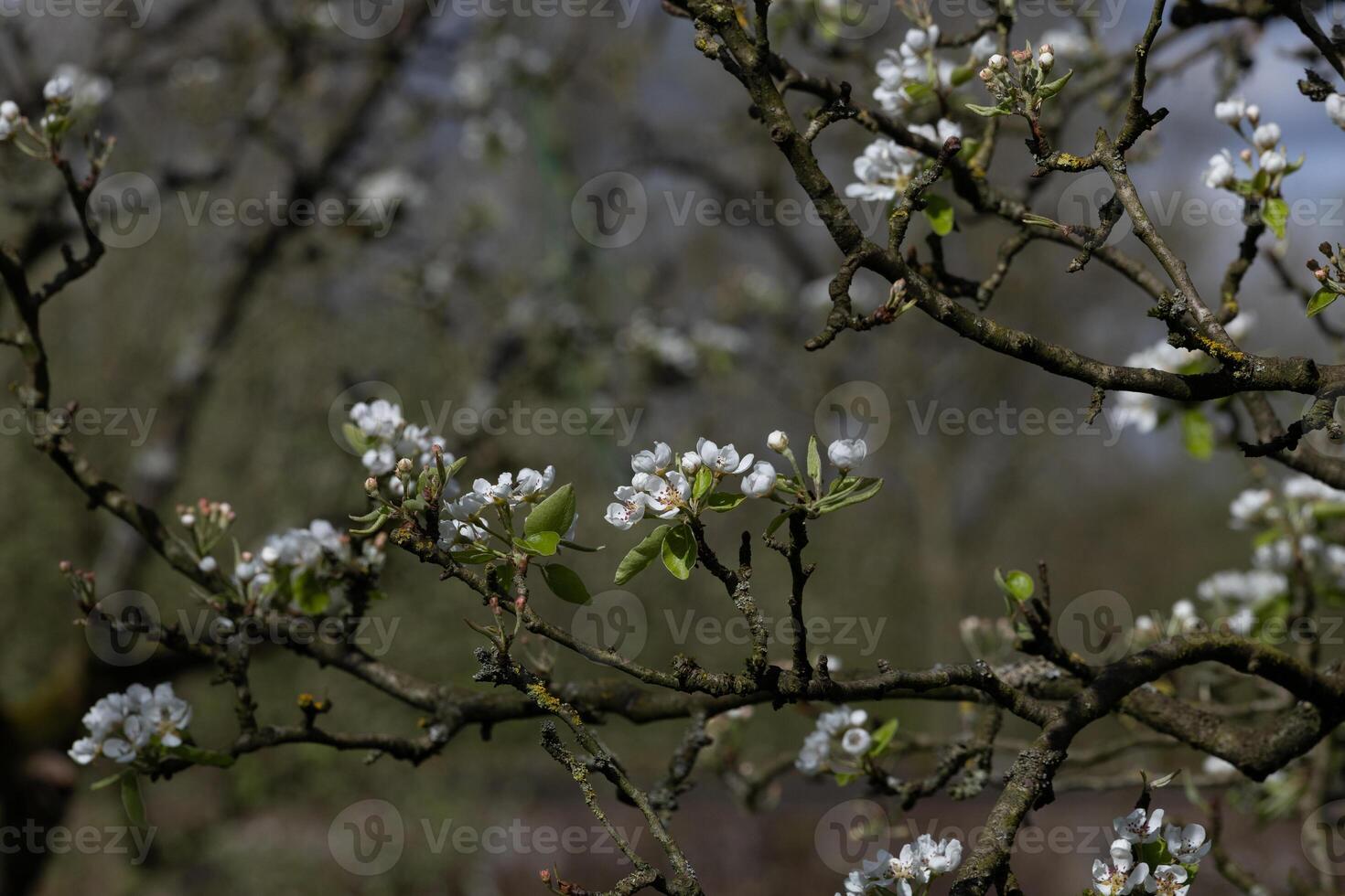 Delicate White Blossoms on Gnarled Branches in Springtime Sunlight photo