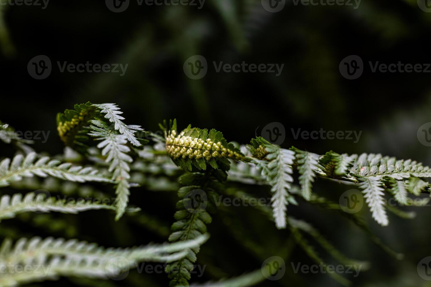 Closeup of green fern with visible spore sacs photo