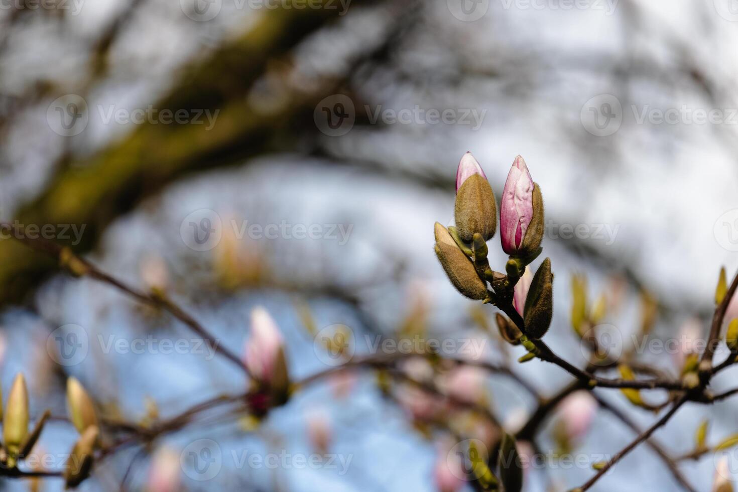 Newborn Magnolia Blossoms photo