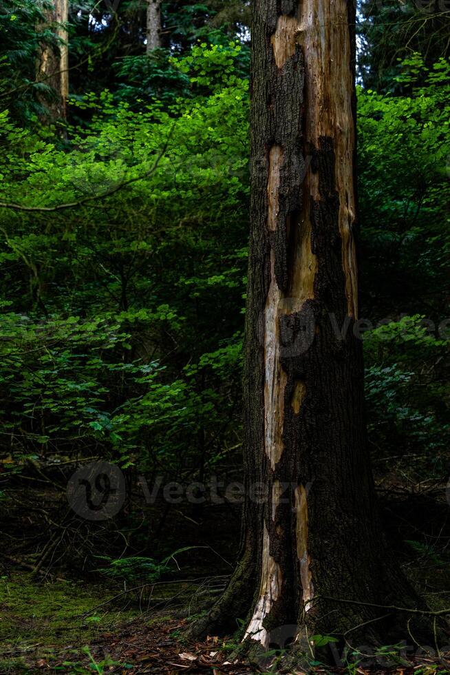 Decaying Tree Trunk in Forest photo