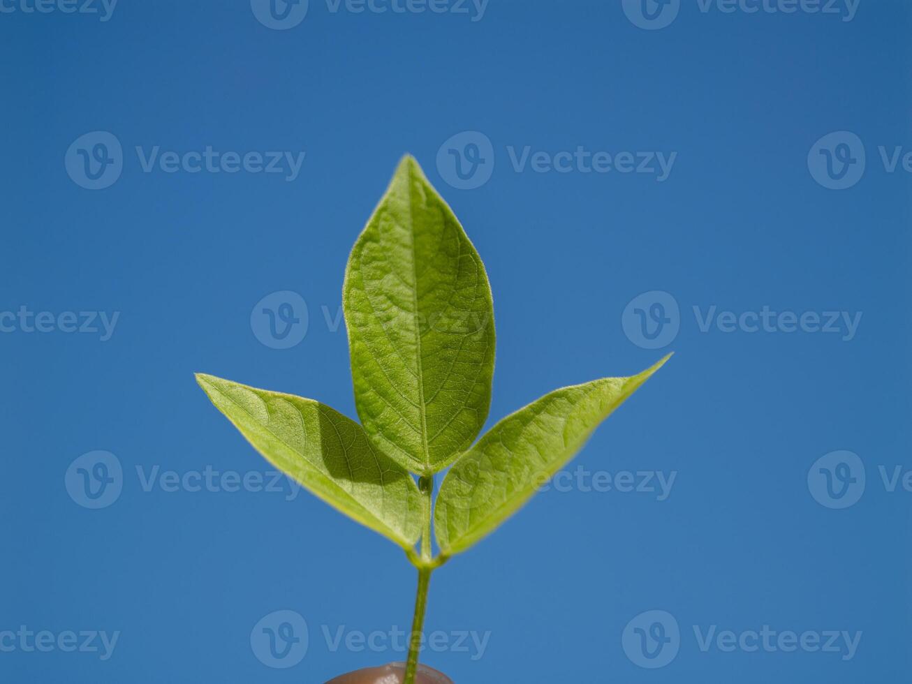 Growing green leaf development in nature outdoor setting close-up vibrant sky photo
