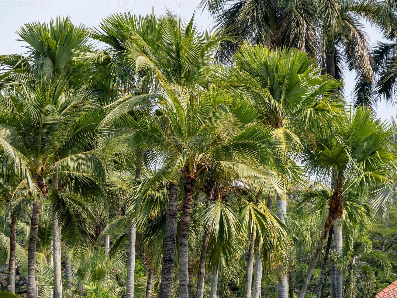 Vibrant palm trees in lush tropical paradise nature scene outdoor environment sunlit view photo