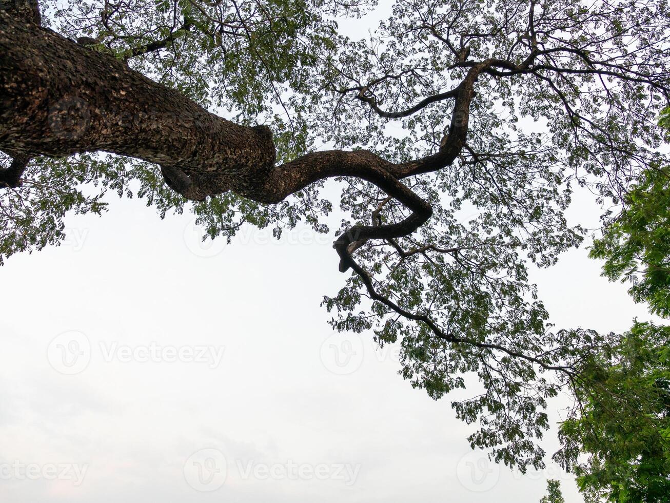 Serene tree branches stretching overhead nature scene urban environment peaceful viewpoint photo