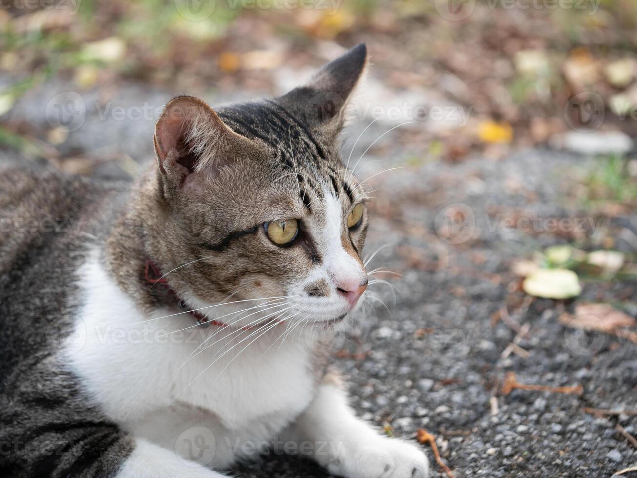 Curious cat observing nature outdoors animal photography calm environment close-up view wildlife awareness photo