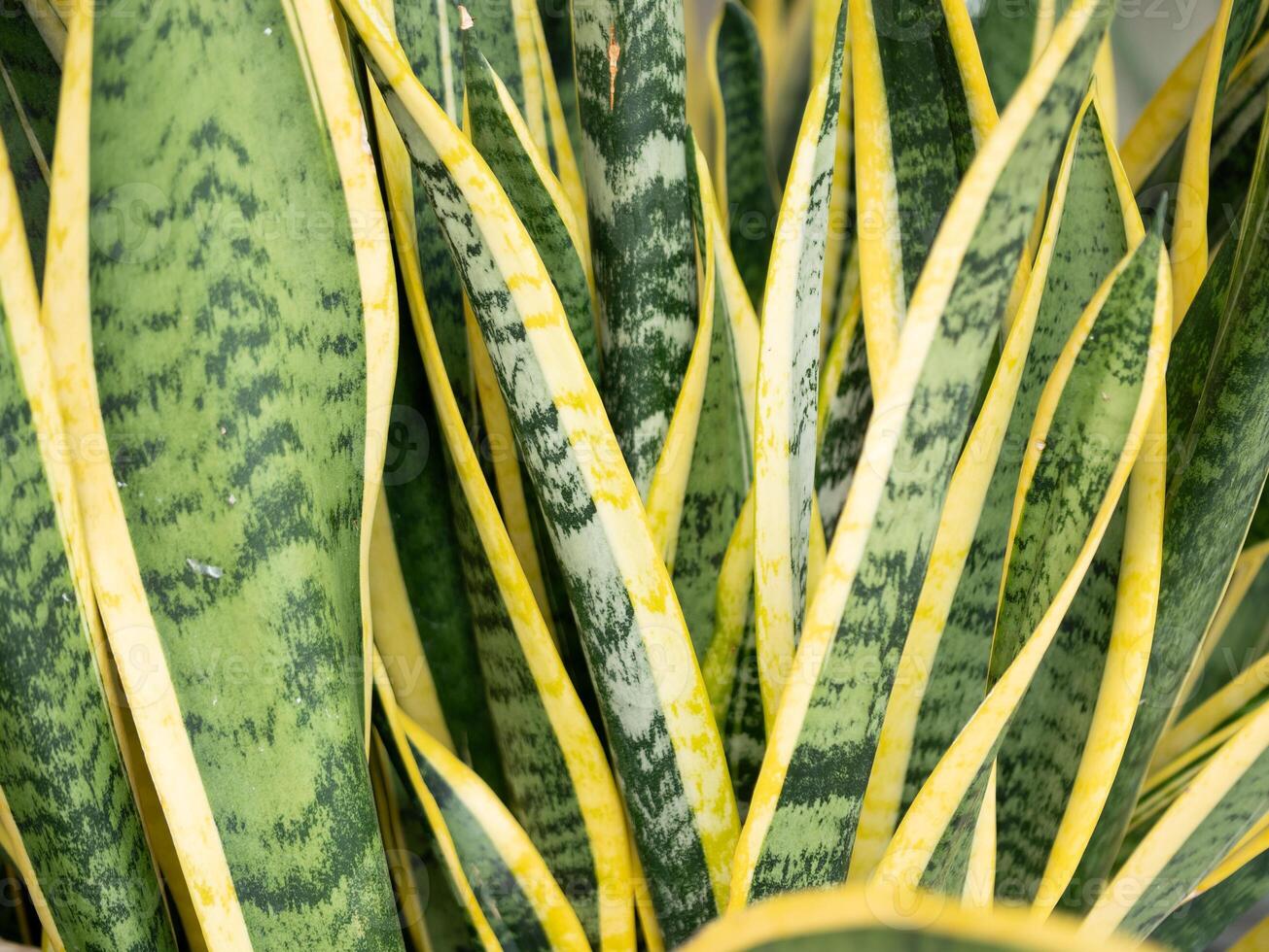 Vibrant snake plant leaves indoor setting nature close-up lush environment macro view home decor inspiration photo