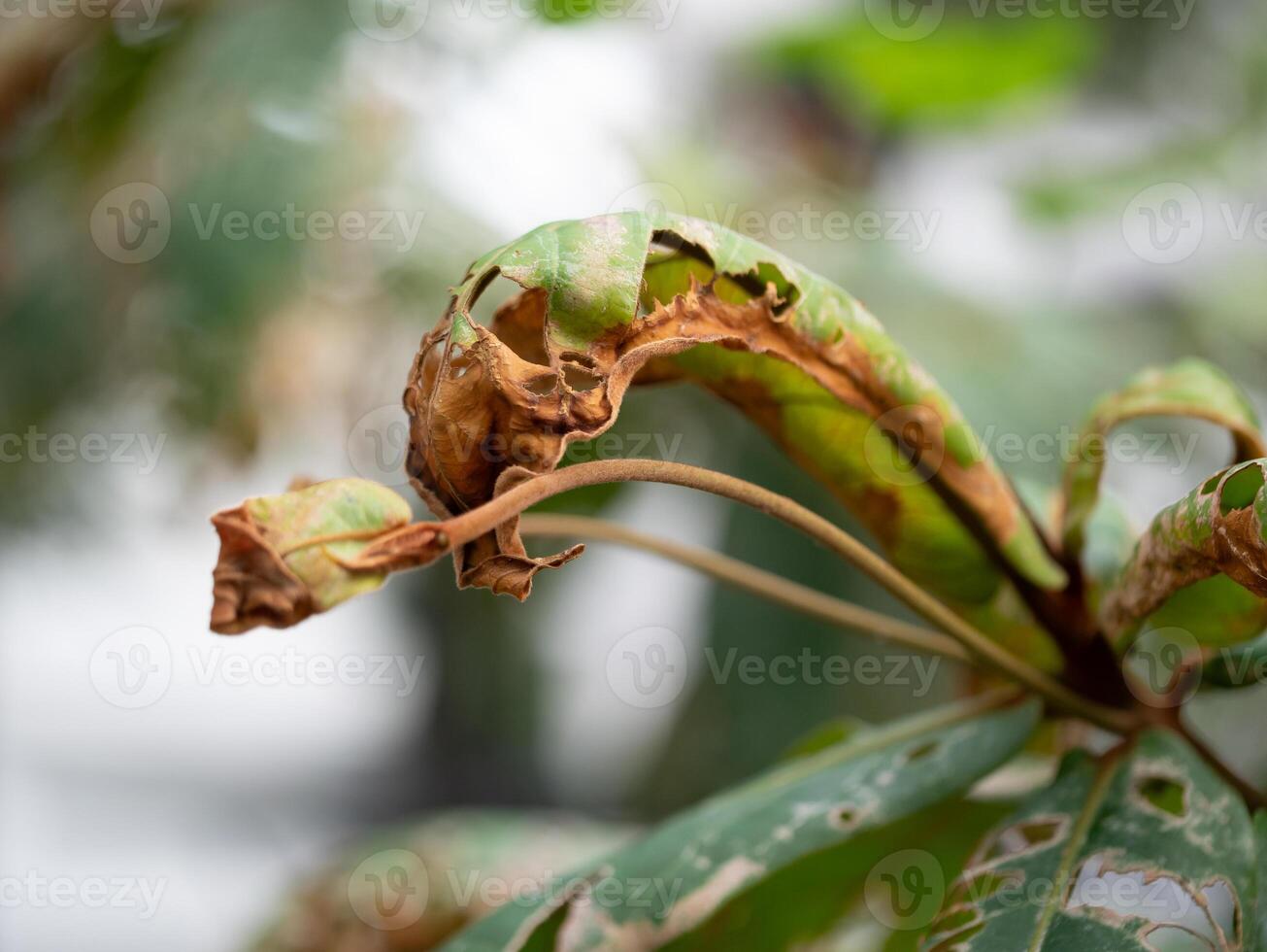 Dying greenery close-up of leaf damage urban garden nature photography macro view environmental stress photo