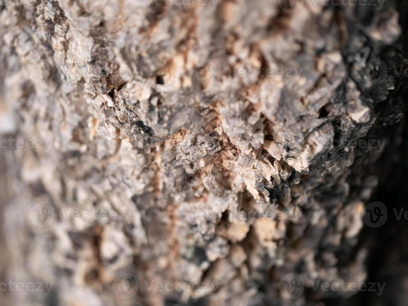 Exploring the intricate texture of tree bark in nature close-up photography outdoor setting detailed perspective natural beauty photo